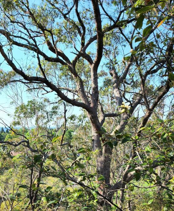 The Black Cockatoo - Secret Garden Treetops Home Katoomba Exteriör bild